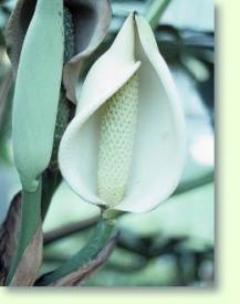 Zum vergrößern klicken Fensterblatt Monstera