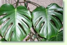 Zum vergrößern klicken Fensterblatt Monstera deliciosa