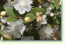 Myrte: Myrtus communis