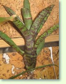 Neoregelia pauciflora