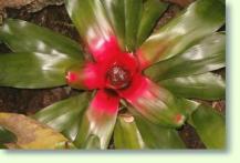 Neoregelia carolinae var. carolinae
