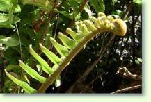 Zum vergrößern klicken Nephrolepis biserrata