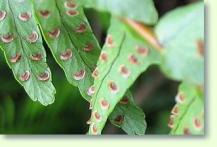 Nephrolepis cordifolia