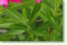 Rosenlorbeer: Oleander