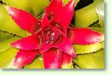 Neoregelia carolinae var. carolinae