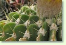 Notocactus buiningii