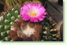 Notocactus herteri