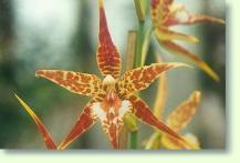 Odontoglossum cordatum