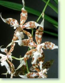 Odontoglossum crocidipterum