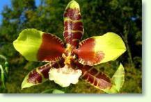 Odontoglossum grande