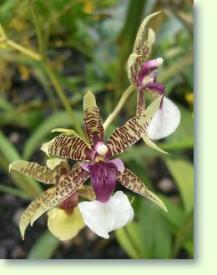 Oncidium hastilabium