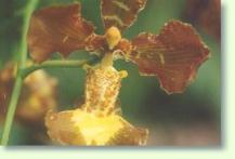 Oncidium forbesii