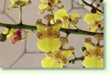 Oncidium cebolleta