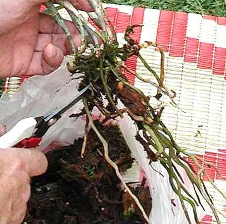 Schneiden der Wurzeln einer Orchidee