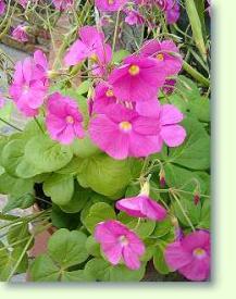 Oxalis bowiei