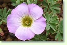 Sauerklee: Oxalis enneaphylla