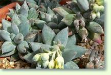 Dickstamm Pachyphytum coeruleum