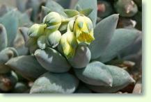 Dickstamm Pachyphytum coeruleum