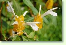 Pachystachys lutea