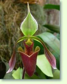 Paphiopedilum dayanum