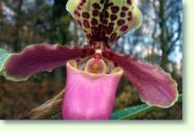 Paphiopedilum henryanum