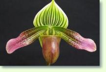 Paphiopedilum urbanianum