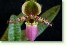 Paphiopedilum liemianum