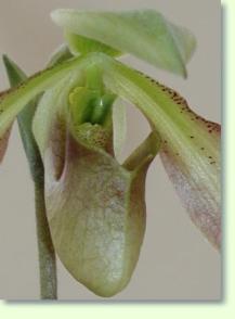 Paphiopedilum appletonianum