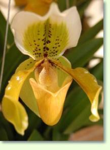 Paphiopedilum exul