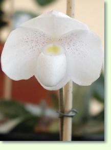 Paphiopedilum niveum