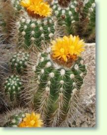 Parodia ayopayana