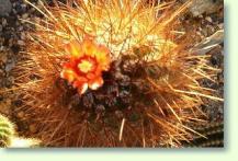 Parodia aureicentra