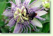 Passiflora incarnata