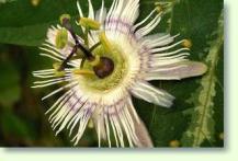 Passiflora incarnata