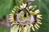 Passionsblumen Passiflora punctata