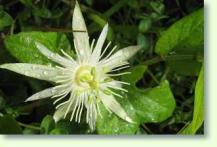 Passiflora capsularis