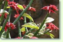 Pedilanthus tithymaloides