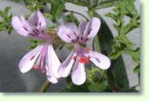 Pelargonium quercifolium