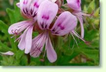 Pelargonium graveolens