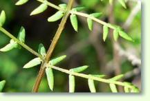 Zum vergrößern klicken Pellaea mucronata