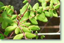 Zum vergrößern klicken Pellaea andromedifolia