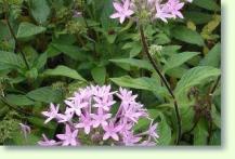 Pentas lanceolata, violet form