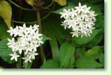 Pentas lanceolata, white form