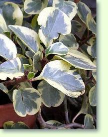 Zum vergrößern klicken Peperomia