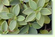 Zum vergrößern klicken Peperomia blanda