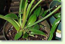 Philodendron sp.