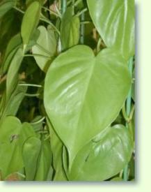 Philodendron hederaceum