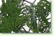 Baumfreund Philodendron selloum