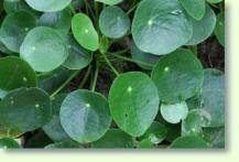 Kanonierblumen Pilea peperomioides