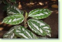 Pilea cadierei